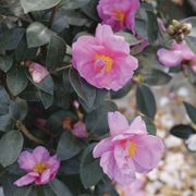 Camellia Just Chill&trade; Double Mauve Thumb