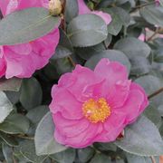 Camellia Just Chill&trade; Double Mauve Alternate Image 1