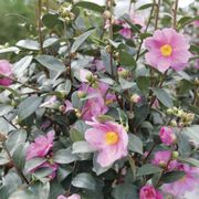 Camellia Just Chill&trade; Double Mauve Alternate Image 2