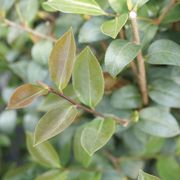 Camellia Just Chill&trade; Double Mauve Alternate Image 3