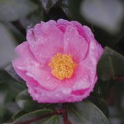 Camellia Just Chill&trade; Double Mauve Alternate Image 4