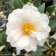Camellia Just Chill&reg; Double White Thumb