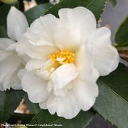 Camellia Just Chill&reg; Double White Alternate Image 2