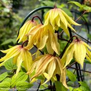 Clematis Funyella&reg; Thumb