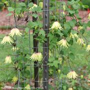 Clematis Funyella&reg; Alternate Image 2