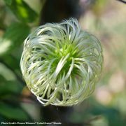 Clematis Funyella&reg; Alternate Image 4