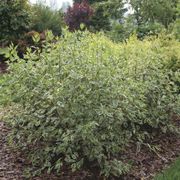 Cornus Sgt. Pepper&trade; Dogwood Thumb