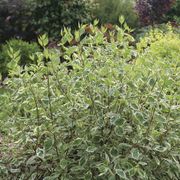 Cornus Sgt. Pepper&trade; Dogwood Alternate Image 1