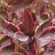 Cornus Sgt. Pepper&trade; Dogwood Alternate Image 2