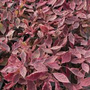 Cornus Sgt. Pepper&trade; Dogwood Alternate Image 3