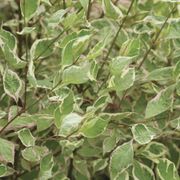 Cornus Sgt. Pepper&trade; Dogwood Alternate Image 4