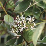 Cornus Sgt. Pepper&trade; Dogwood Alternate Image 5