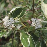 Cornus Sgt. Pepper&trade; Dogwood Alternate Image 6