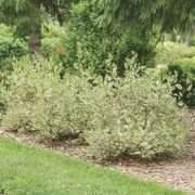 Cornus Sgt. Pepper&trade; Dogwood Alternate Image 7