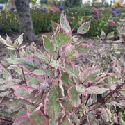 Cornus Sgt. Pepper&trade; Dogwood Alternate Image 8