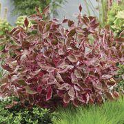 Cornus Sgt. Pepper&trade; Dogwood Alternate Image 9