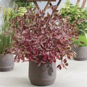 Cornus Sgt. Pepper&trade; Dogwood Alternate Image 11