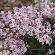 Deutzia Yuki Kabuki&trade; Alternate Image 2