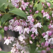 Deutzia Yuki Kabuki&trade; Alternate Image 3