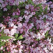 Deutzia Yuki Kabuki&trade; Alternate Image 4