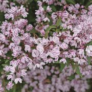 Deutzia Yuki Kabuki&trade; Alternate Image 5