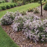 Deutzia Yuki Kabuki&trade; Alternate Image 6