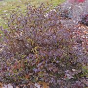 Deutzia Yuki Kabuki&trade; Alternate Image 7