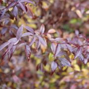 Deutzia Yuki Kabuki&trade; Alternate Image 8