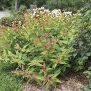 Diervilla Kodiak&reg; Red 2.0 Bush Honeysuckle Thumb