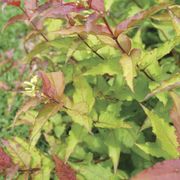 Diervilla Kodiak&reg; Red 2.0 Bush Honeysuckle Alternate Image 2