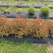 Diervilla Kodiak&reg; Red 2.0 Bush Honeysuckle Alternate Image 3