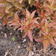 Diervilla Kodiak&reg; Red 2.0 Bush Honeysuckle Alternate Image 4