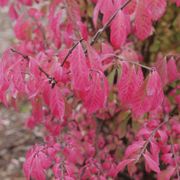 Euonymus Fire Ball Seedless&trade; Burning Bush Alternate Image 2