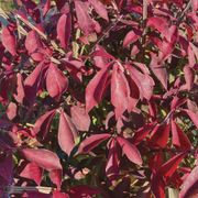 Euonymus Fire Ball Seedless&trade; Burning Bush Alternate Image 4