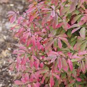 Euonymus Fire Ball Seedless&trade; Burning Bush Alternate Image 5