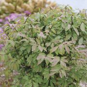 Euonymus Fire Ball Seedless&trade; Burning Bush Alternate Image 6