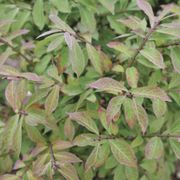 Euonymus Fire Ball Seedless&trade; Burning Bush Alternate Image 7