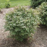 Euonymus Fire Ball Seedless&trade; Burning Bush Alternate Image 8