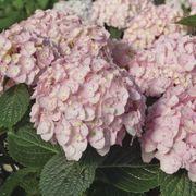 Hydrangea Wee Bit Innocent&trade; Bigleaf Hydrangea Alternate Image 1