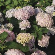 Hydrangea Wee Bit Innocent&trade; Bigleaf Hydrangea Alternate Image 2