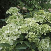 Hydrangea Fairytrail&trade; Green Cascade Hydrangea Thumb