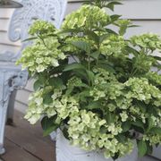 Hydrangea Fairytrail&trade; Green Cascade Hydrangea Alternate Image 1