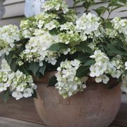 Hydrangea Fairytrail&trade; White Cascade Hydrangea Thumb
