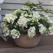 Hydrangea Fairytrail&trade; White Cascade Hydrangea Alternate Image 1