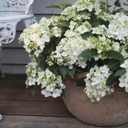 Hydrangea Fairytrail&trade; White Cascade Hydrangea Alternate Image 2