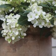 Hydrangea Fairytrail&trade; White Cascade Hydrangea Alternate Image 3