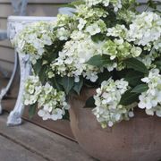 Hydrangea Fairytrail&trade; White Cascade Hydrangea Alternate Image 4