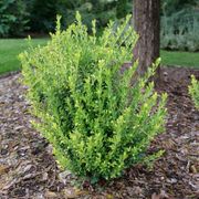 Ilex Glow Pop&trade; Japanese Holly Alternate Image 1