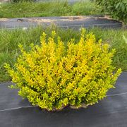 Ilex Glow Pop&trade; Japanese Holly Alternate Image 2