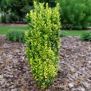 Ilex Glow Stick&trade; Japanese Holly Thumb